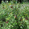 rhus trilobata